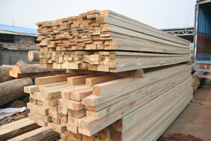 山东日照辐射松方木加工与木材加工厂信息指南