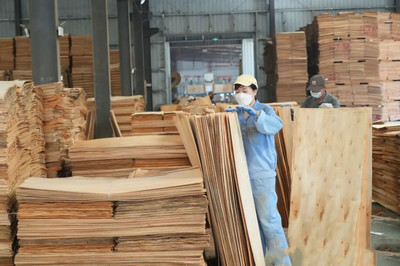 广西合浦 延长木业产业链，推动产品向海、产业向新